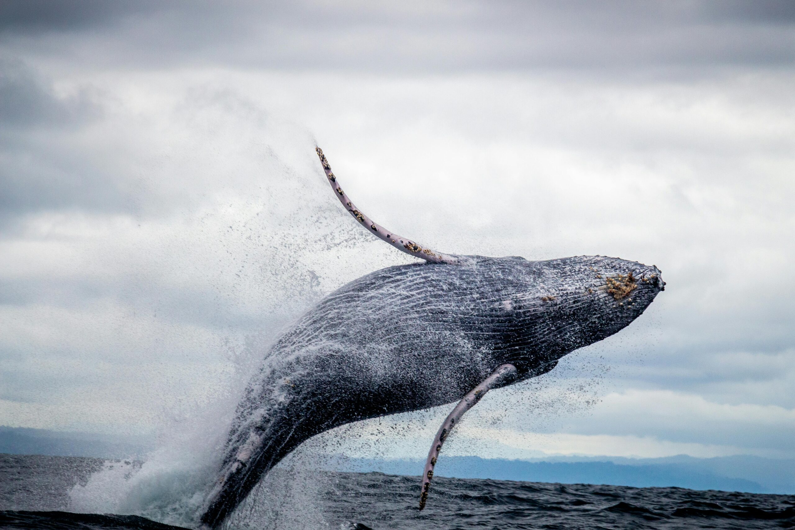 Humpback whale breaching